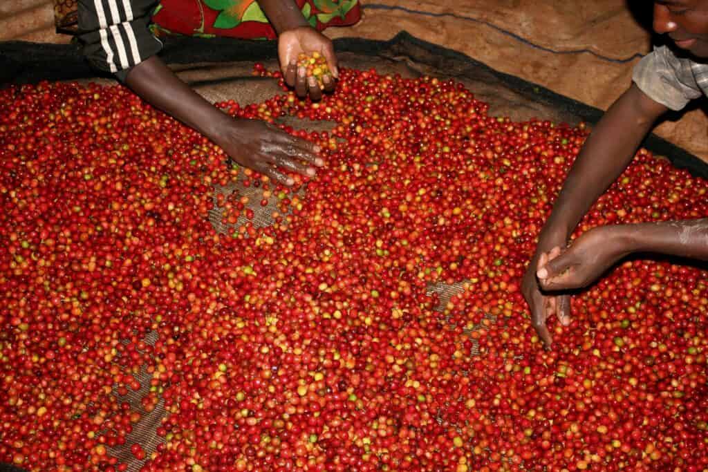Burundi coffee farmers checking coffee cherries