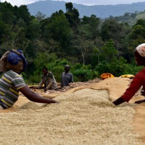Ethiopian coffee farmers on raised beds