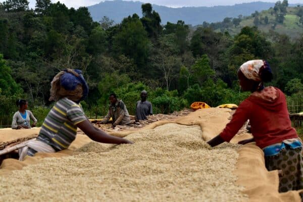 Ethiopian coffee farmers on raised beds
