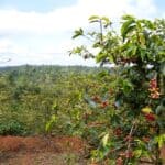 Kiambu Kenya coffee farm