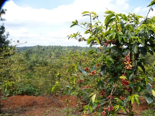 Kiambu Kenya coffee farm