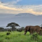 Elephant walking across savanna around Mt Kilimanjaro