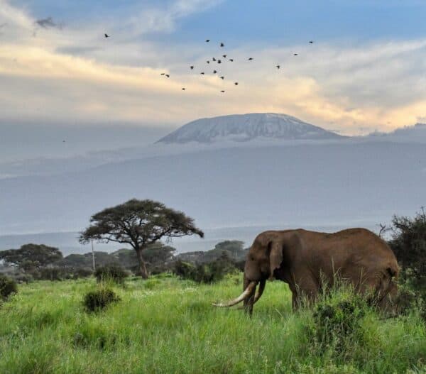 Elephant walking across savanna around Mt Kilimanjaro