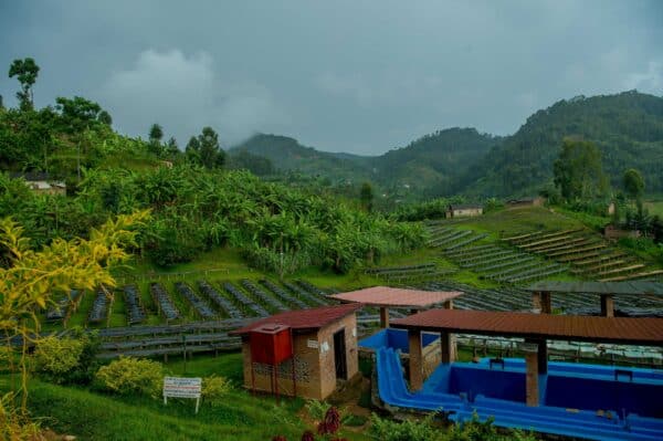 Rwanda coffee farm overview