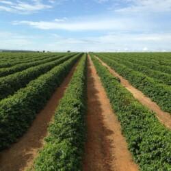 Brazil Santos Natural Drying Coffee Farm plants