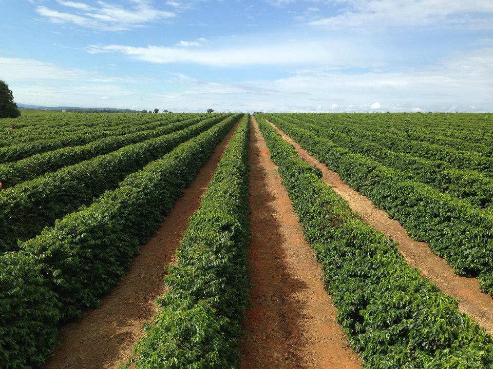 Brazil Santos Natural Drying Coffee Farm plants