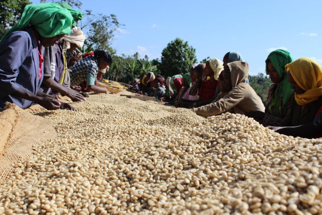 Coffee Farmers In SIdamo Sorting Coffee